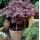 Acer palmatum ´Bloodgood´