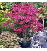 Acer palmatum 'Fireglow'