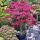 Acer palmatum 'Fireglow'