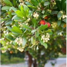 Arbutus unedo