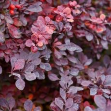 Berberis thunbergii 'Carmen'