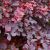 Berberis thunbergii 'Carmen'