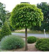 Catalpa bignonioides ´Nana´ (Catalpa Bungei)
