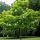 Catalpa bignonioides - prirodzená forma