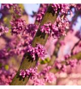 Cercis siliquastrum