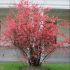 Chaenomeles japonica ´Red Hybrids´