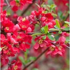 Chaenomeles japonica ´Red Hybrids´