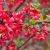 Chaenomeles japonica ´Red Hybrids´