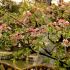 Chaenomeles x superba ´Semperflorens´