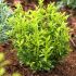 Euonymus japonicus 'Microphyllus Aureovariegatus'