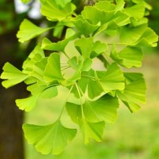Ginko Biloba