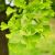 Ginko Biloba