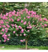 Lagerstroemia Indica ´Mix´ na nízkom kmienku