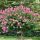 Lagerstroemia Indica ´Mix´ na nízkom kmienku