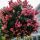 Lagerstroemia Indica na vysokom kmeni