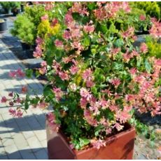 Lonicera heckrottii ´Goldflame´