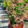 Lonicera heckrottii ´Goldflame´