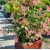 Lonicera heckrottii ´Goldflame´