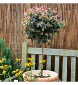 Loropetalum chinense ´Fire Dance´ na kmienku