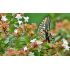 Abelia x grandiflora