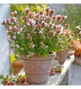 Abelia x grandiflora