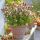Abelia x grandiflora
