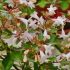 Abelia x grandiflora