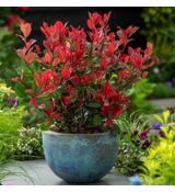 Photinia x frasseri ´Compacta Nana´