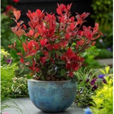 Photinia x frasseri ´Compacta Nana´