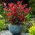 Photinia x frasseri ´Compacta Nana´