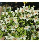 Philadelphus purpureomaculatus ´Belle Etoile´