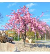 Prunus serrulata ´Kiku-Shidare-Zakura´