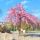 Prunus serrulata ´Kiku-Shidare-Zakura´