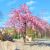 Prunus serrulata ´Kiku-Shidare-Zakura´