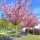 Prunus serrulata ´Kanzan´