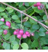 Symphoricarpos chenaultii ´Hancock´