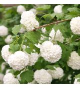 Viburnum opulus ´Roseum´