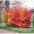 Viburnum opulus ´Roseum´