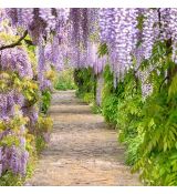 Wisteria sinensis´Mix´