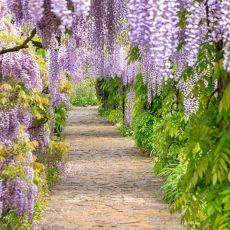 Wisteria sinensis´Mix´