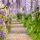 Wisteria sinensis´Mix´