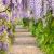 Wisteria sinensis´Mix´