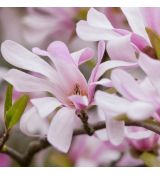 Magnolia × Loebneri 'Leonard Messel'