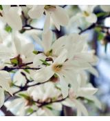 Magnolia ´Stellata´