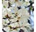 Magnolia ´Stellata´ 9L / výška 100-120 cm