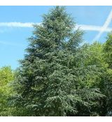Cedrus atlantica ´Glauca´