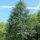 Cedrus atlantica ´Glauca´