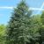 Cedrus atlantica ´Glauca´