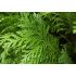 Chamaecyparis Lawsoniana ´Pottenii´ na kmienku