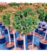Chamaecyparis Lawsoniana ´Pottenii´ na kmienku